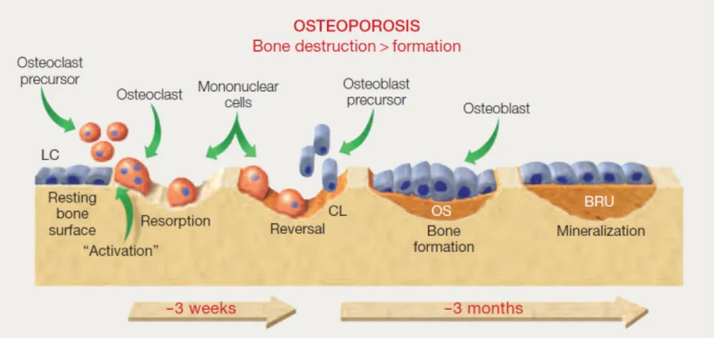 Figure 1.5: Representation of the bone remodeling cycle in osteoporosis. Osteoporotic bone shows an increase in the length of the remodeling cycle and reduced capacity to lay down a new mineralized bone matrix