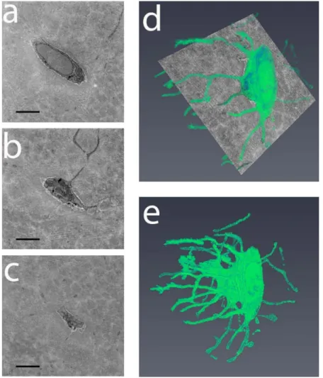 Figure 1.16 Osteocyte from mouse tibia diaphysis imaged by SBF SEM. Scale bar = 2 µm [Goggin  et al