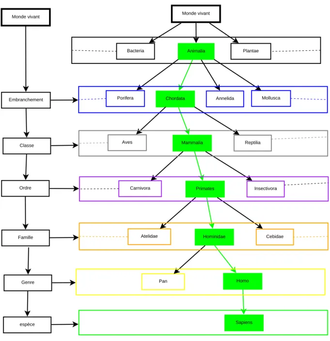 Figure 4.1 – Structure hi´ erarchique de la classification taxinomique