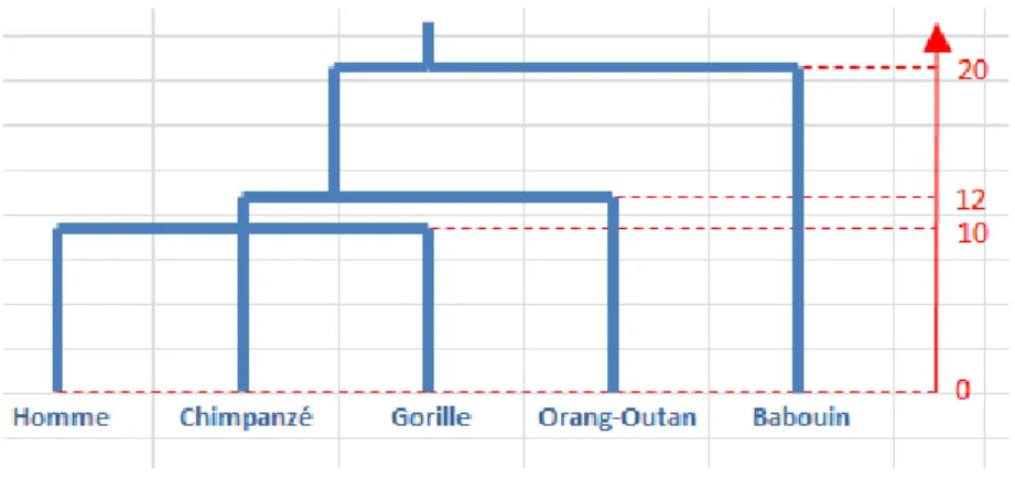 Figure 3.13 – Exemple de dendrogramme avec les principaux hominidés obtenu avec un programme original en VBA sous Microsoft Office Excel c  .
