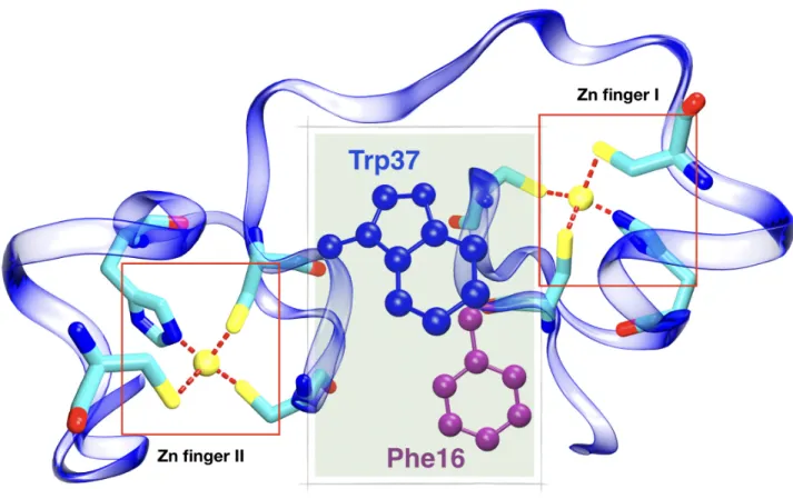 Figure 1: Representation of the NCp7 protein highlighting the two zinc finger domains and the stacking between residues Phe16 and Trp37