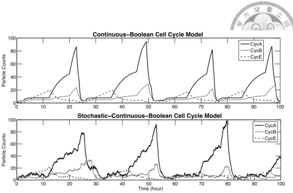 Figure 2.4: Evolution of the cyclin’s particle counts in Singhania et al. model of the cell cycle