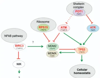Figure 1 The TP53 pathway in CLL. The level of TP53 protein is downregulated via binding of proteins, such as, MDM2 that promote TP53 degradation via the ubiquitin/proteasome pathway