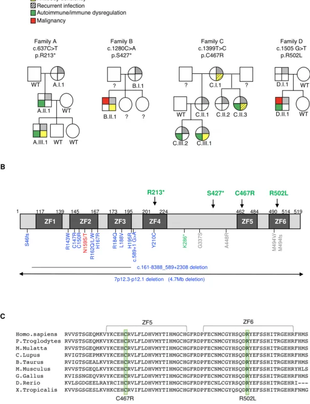 Figure 1 S46fs R143W C147R C150R H167R R162Q/L/WN159S/T R184Q L188V H195R Y210C G337S A448RK286* M494V/ M494fs c.589+1 G>A c.161-8388_589+2308 deletion 7p12.3-p12.1 deletion   (4.7Mb deletion)117139145167173195201224 462 484 490 514R213*S427*C467RR502L1