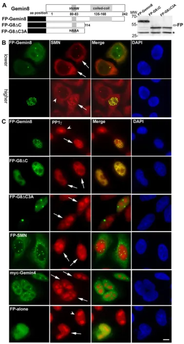 Fig. 3. Targeting of PP1c to Cajal bodies in cells overexpressing Gemin8.
