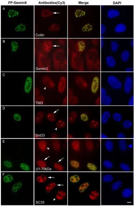 Fig. 4. Overexpressed Gemin8 colocalizes PP1c in CBs with the SMN complex and snRNPs. FP–Gemin8 was expressed in HeLa cells and analysed by immunofluorescence with (A) anti-coilin (CB marker), (B) anti-Gemin3, a component of the SMN complex, (C) anti-TMG-c