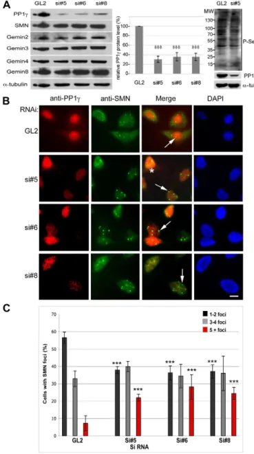 Fig. 5. Depletion of PP1c enhances the accumulation of SMN nuclear bodies. HeLa cells were transfected with negative control Gl2 (GL2; firefly luciferase) or three different PP1c siRNAs (#5, #6 and #8)