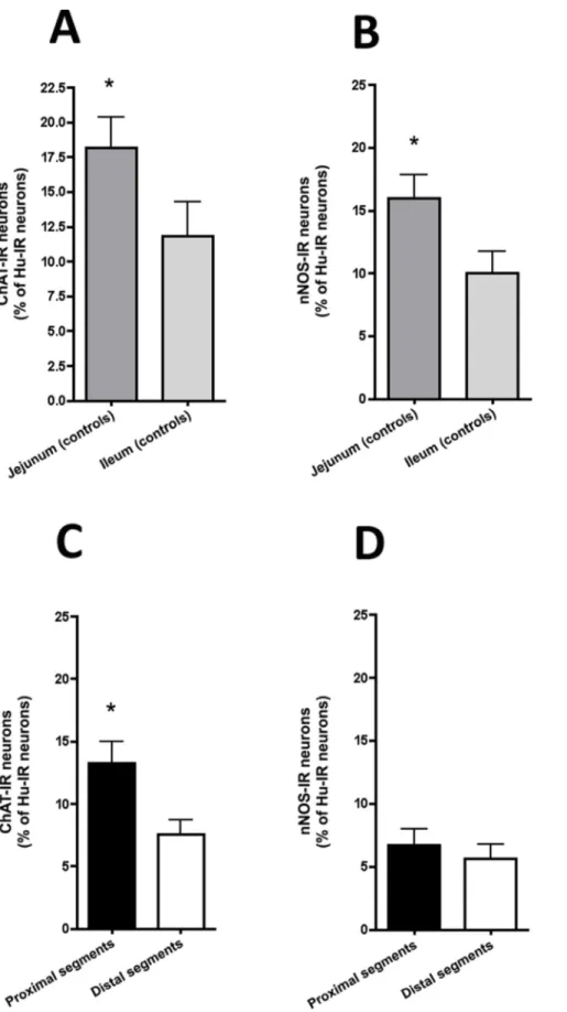 Figure 3. Neuronal phenotype of the myenteric plexus in experimental intestinal atresia and controls