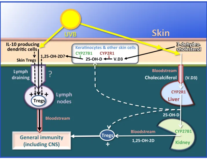 Figure    3.    The    two    main    pathways    through    which    UVB    may    influence    immunity