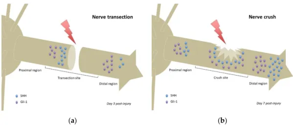 Figure 2. Comparison of Hedgehog signaling and Sonic Hedgehog localizations following nerve  transection (a) or nerve crush (b)