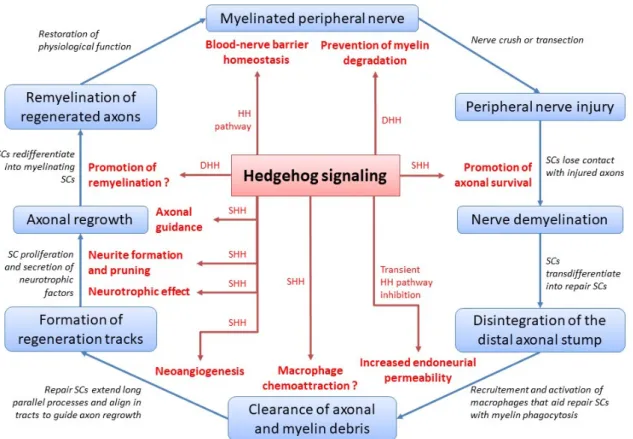Figure 1. Hedgehog signaling during peripheral nerve healing and homeostasis. HH = Hedgehog; 