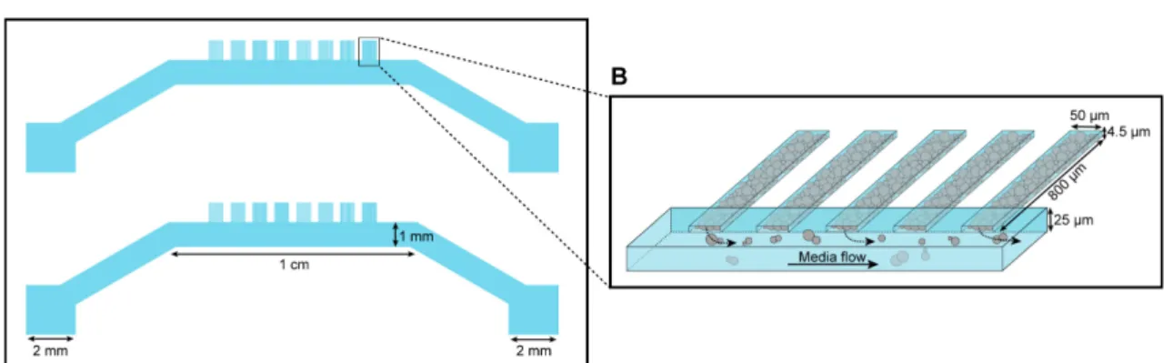 Figure 1.  Microfluidic device design.  A. Each single “yeast machine” has two sets of cell  chambers of various widths (5 µm, 10 µm, 25 µm and 50 µm)