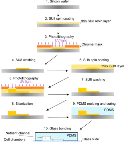 Figure 2. Microfluidic device fabrication. Epoxy-based resin is spread on a silicon wafer and  illuminated with the UV light through a custom designed chrome mask