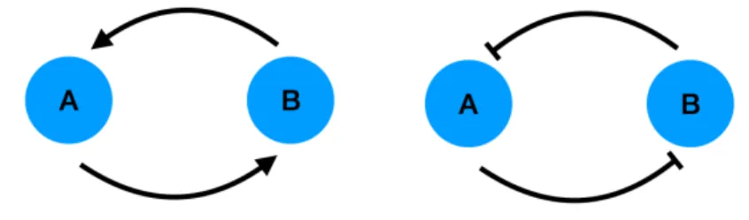 Figure 1: Schematic representations of system (1): the arrows represent activation (f and g in- in-creasing) and the bar inhibition (f and g decreasing)