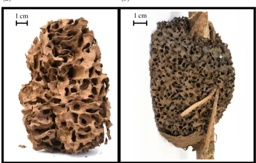 Figure 1. Fragments of nests built by Nasutitermes walkeri (a) and Nasutitermes ephratae (b).