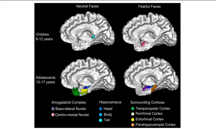FIGURE 6 | Specializations of amygdaloid complex nuclei and MTL for neutral and fearful faces across groups