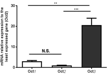 Figure 2. Relative expression of Oct1, Oct2 and Oct3 mRNAs in brain cortical microvessels of Sprague- Sprague-Dawley  rats