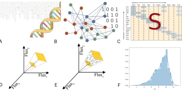 Figure 1 From DNA sequences to distributions of metabolic fluxes. (A) The genes of an organism provide us with the enzymes that it can potentially produce