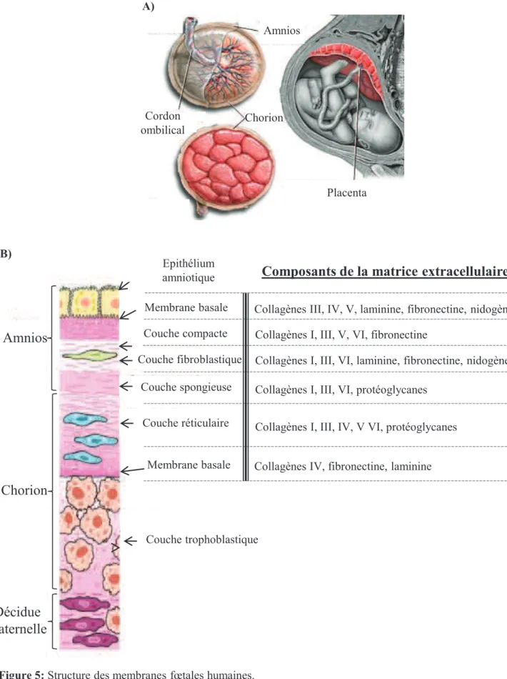 Figure 5: Structure des membranes fœtales humaines. 