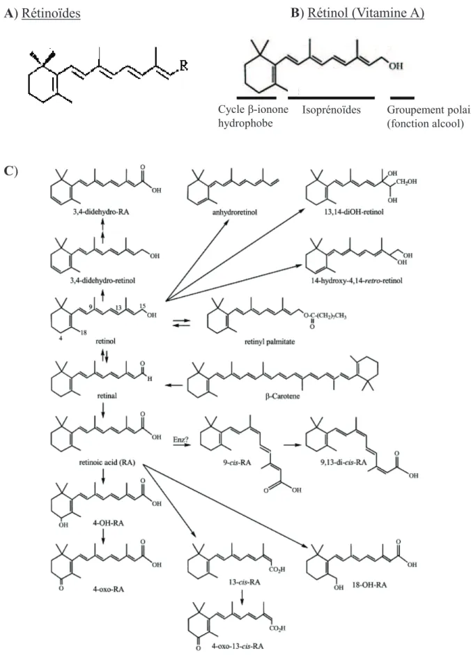 Figure 12: Structure des rétinoïdes 