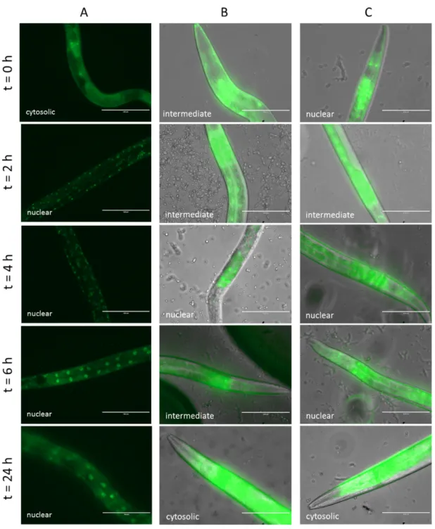 Figure 5. Impact of curative Lcr35 ®  treatment on DAF-16 cellular localization in C. elegans transgenic  strain TJ-356 expressing DAF-16::GFP