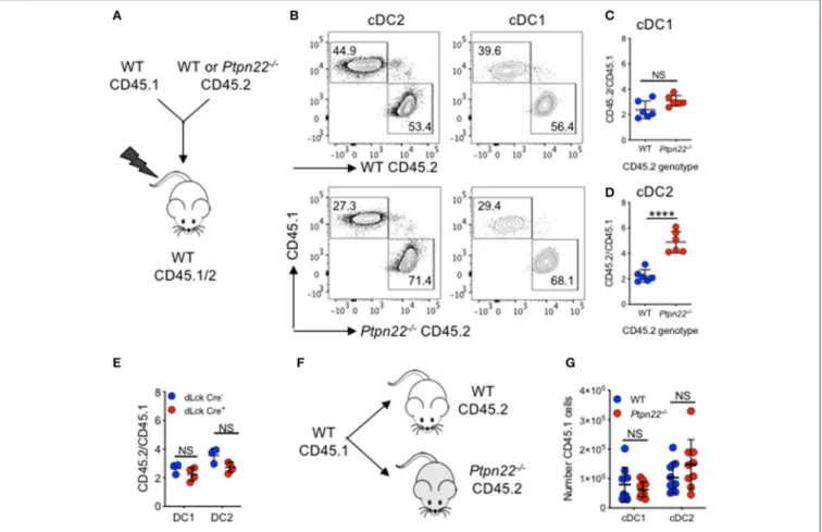 FIGURE 2 | PTPN22 regulates cDC2 homeostasis in a DC intrinsic manner. (A–D) Lethally irradiated CD45.1/2 recipient mice received a 1:1 ratio of WT CD45.1: WT or Ptpn22 −/− CD45.2 bone marrow (i.v)