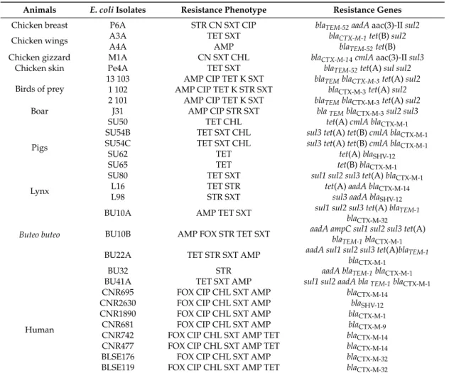 Table 2. Phenotype and resistance genotype of E. coli isolates.