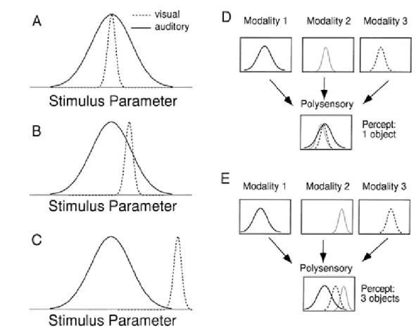 Figure 2.1 – La perception de la localisation spatiale d’un stimulus est représentée sous la forme d’une gaussienne, ce qui peut correspondre au codage fourni par une aire sensorielle auto-organisée (voir le chapitre 1)