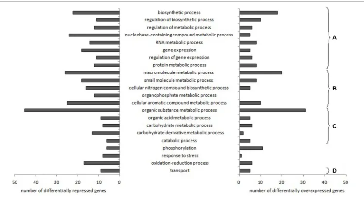 FIGURE 1 | Lactococcus garvieae biological processes involving genes differentially expressed depending on aeration level in both pure culture and co-culture