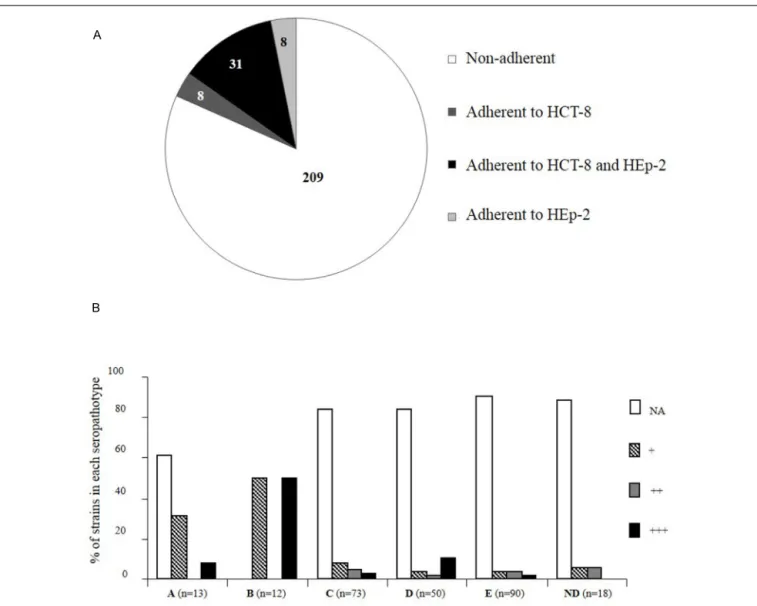 FIGURE 3 | Distribution of Shiga-toxin producing E. coli strains according to adhesion properties to HCT-8 and/or HEp-2 cell lines and seropathotype