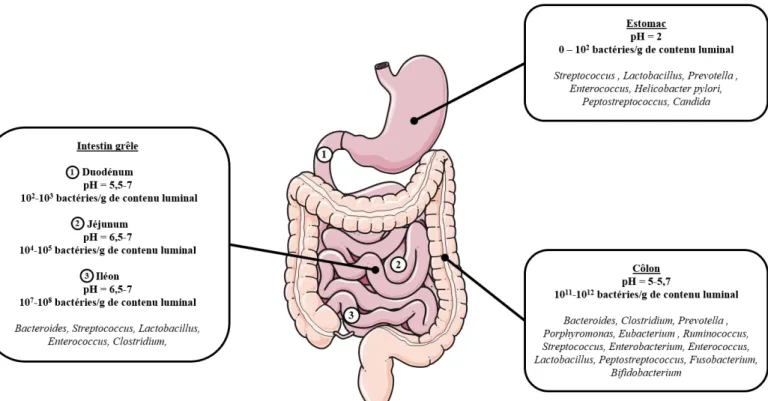 Figure 3 : Réparation du microbiote au sein du tractus digestif. (Modifiée d’après Koboziev et al