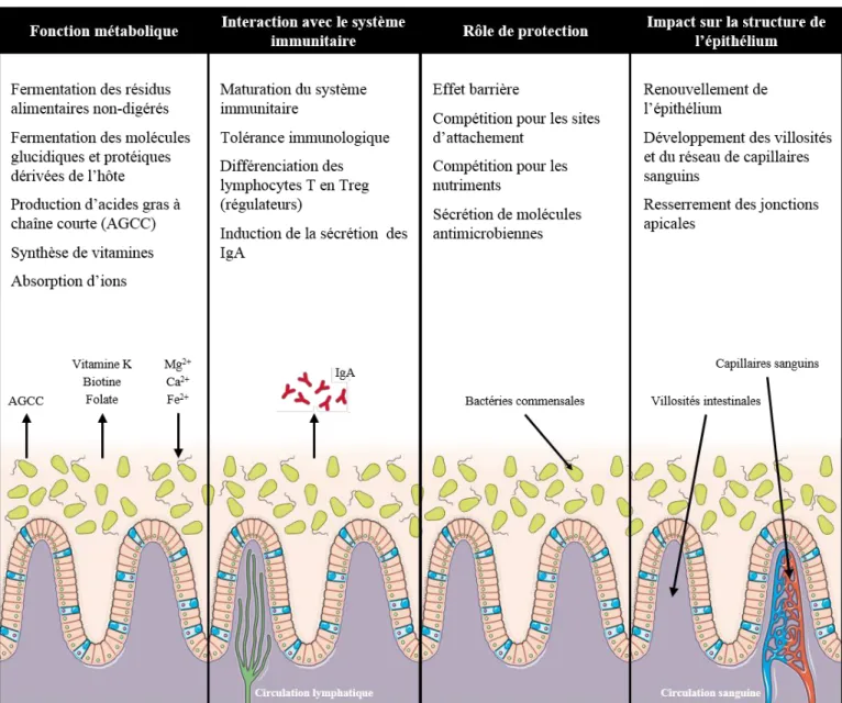 Figure 4 : Les fonctions du microbiote intestinal. (Modifiée d’après O’Hara and Shanahan 2006) 