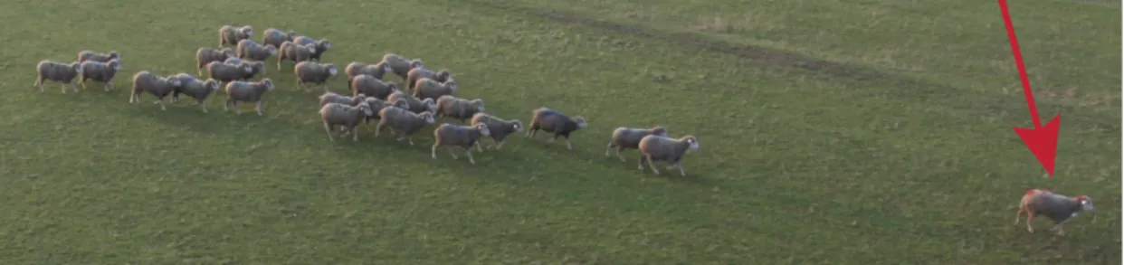 Figure 5. Expérience de mouvement collectif, ou un mouton entraîné à se déplacer vers un  apport de nourriture (flèche rouge) arrive à attirer avec lui le reste des 32 moutons, par  souci de garder une cohésion du groupe