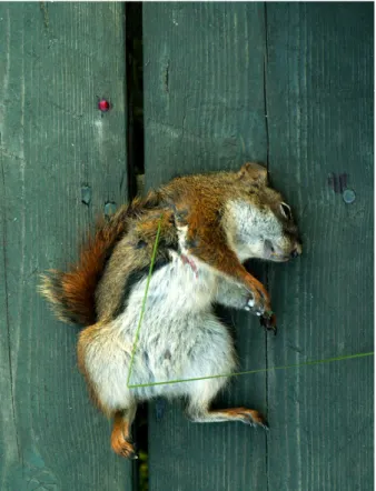 Figure 4. Un écureuil tué par un chat. Sur le plan individuel c’est un évènement 