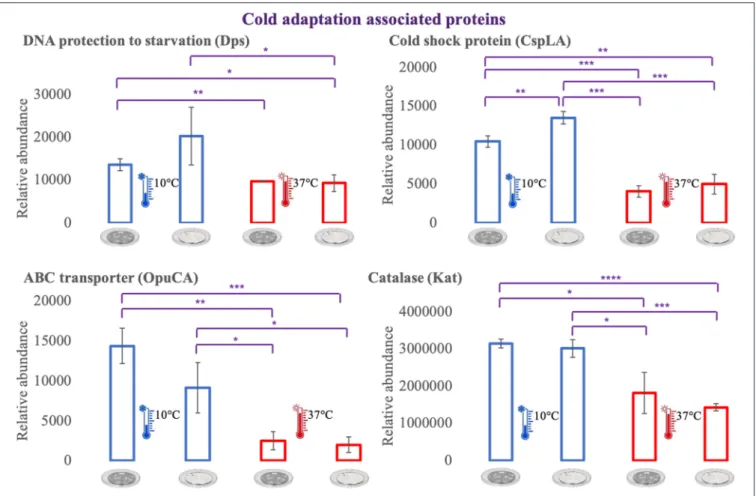 FIGURE 6 | Vertical bar charts showing the average abundance of some cold adaptation associated proteins by the different condition in analysis