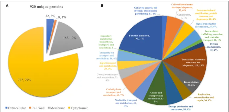 FIGURE 1 | (A) Pie chart showing the distribution of the 920 unique proteins identified by their predicted subcellular localization