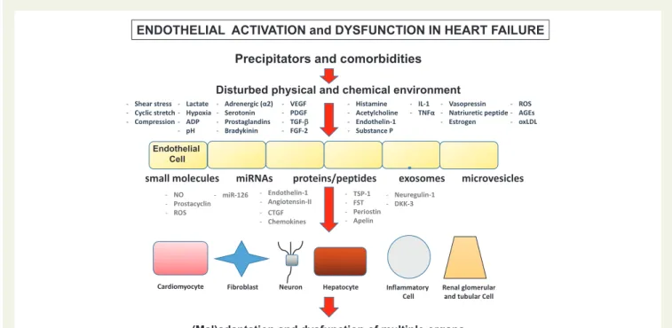 Figure 2 Endothelial physiology: more to say than just NO. Schematic figure illustrating the putative role of endothelial cell activation and dysfunc- dysfunc-tion in heart failure