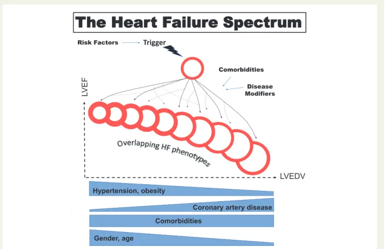 Figure 3 Heart failure a spectrum across phenotypes. Each heart failure phenotype is the result of a patient-specific trajectory wherein the heart remodels towards concentric hypertrophy, eccentric hypertrophy, or a combination of both