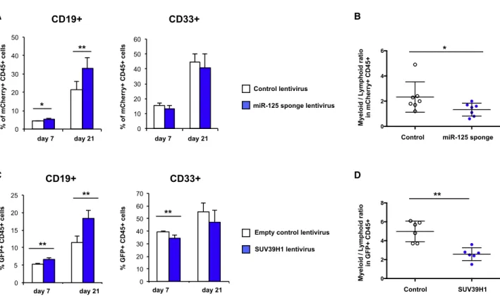 Figure 7. Expression of a miR-125 Sponge and SUV39H1 in Aged HSC Increases B Cell Output and Alleviates Age-Associated Myeloid Bias