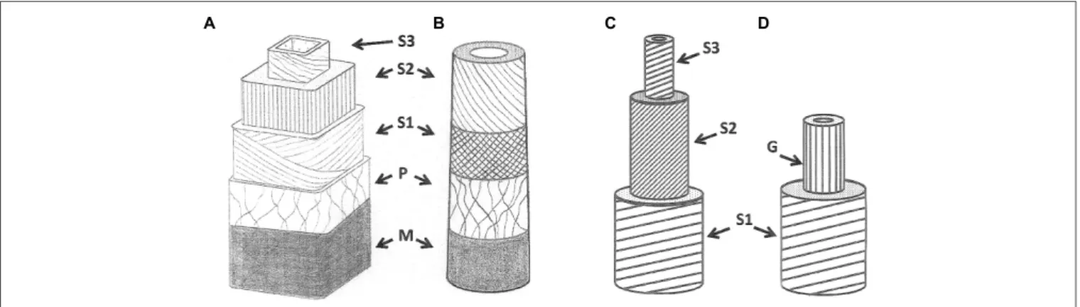 FIGURE 2 | Normal and reaction wood cell wall structures in gymnosperms (A,B) and angiosperms (C,D)