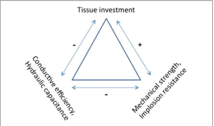FIGURE 5 | Functions vs. cost trade-off in wood tissues.