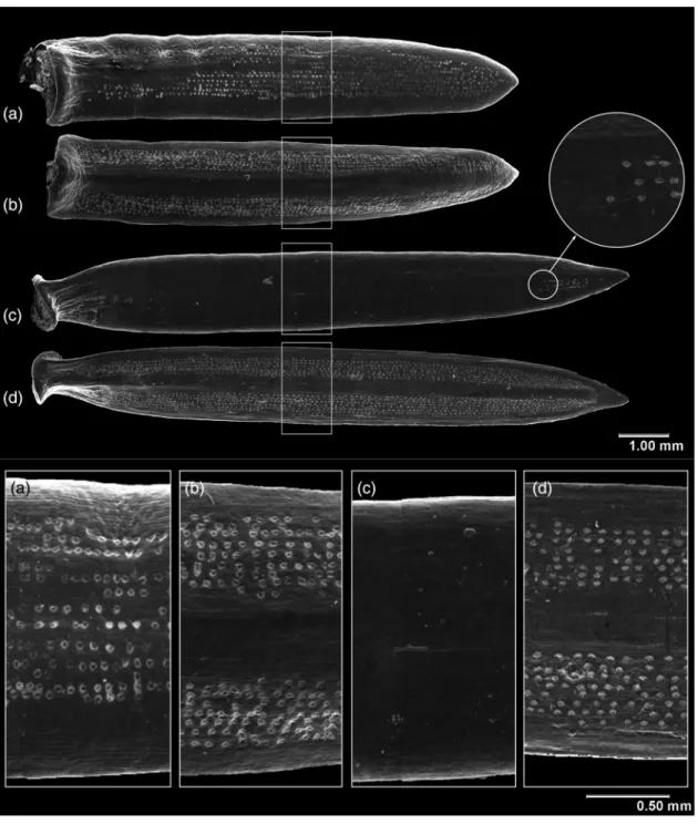 Figure 3.  Scanning electron microscopy images of needles of A. pinsapo grown in the open field (a, adaxial; b, abaxial) and in the understory (c,  adaxial; d, abaxial)