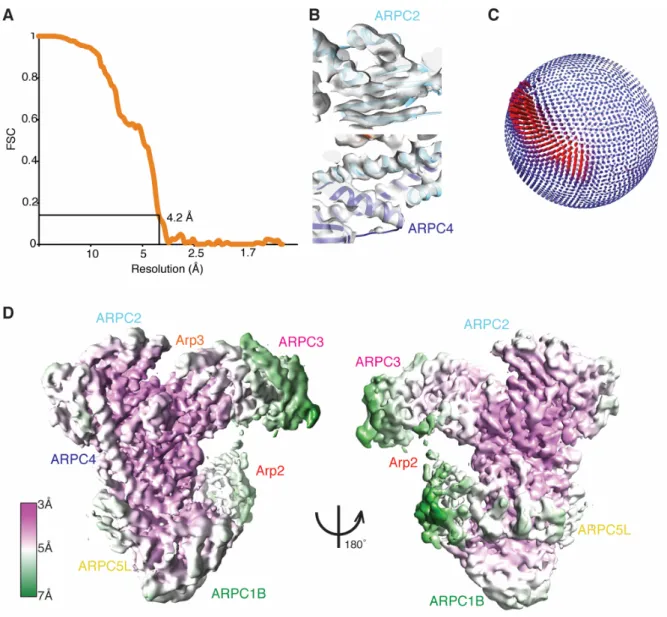 Figure 1 – figure supplement 1. Evaluation of the resolution of the Arp2/3-C1B-C5L  reconstruction