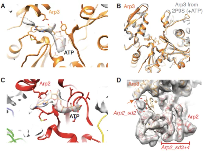 Figure 1 – figure supplement 2. Nucleotide binding sites of Arp3 and Arp2 in Arp2/3- Arp2/3-C1B-C5L