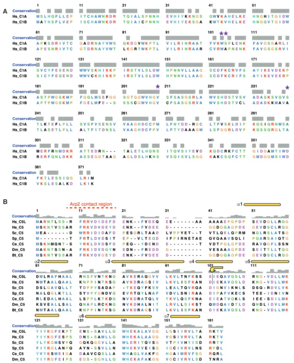 Figure 2 – figure supplement 1. Sequence alignment of ARPC1 and ARPC5. 