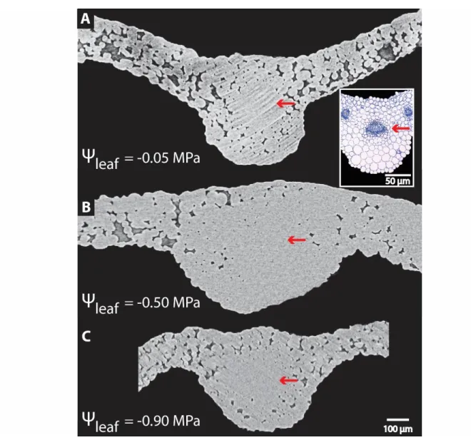 Figure 3. Lack of embolism observed in midrib conduits of Arabidopsis thaliana (Col-0) across  levels of dehydration as revealed by in vivo images of leaf midribs subjected to progressive  dehydration using micro-computed tomography (A-C)