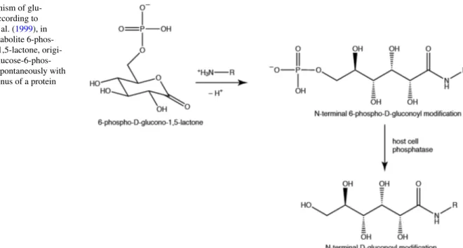 Fig. 1    Mechanism of glu- glu-conoylation according to  Geoghegan et al. (1999), in  which the metabolite  6-phos-pho-glucono-1,5-lactone,  origi-nating from  glucose-6-phos-phate, reacts spontaneously with  a free N-terminus of a protein