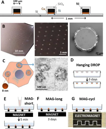 Figure 1. Remote, magnetically actuated, mechanostimulation of ESCs using a 