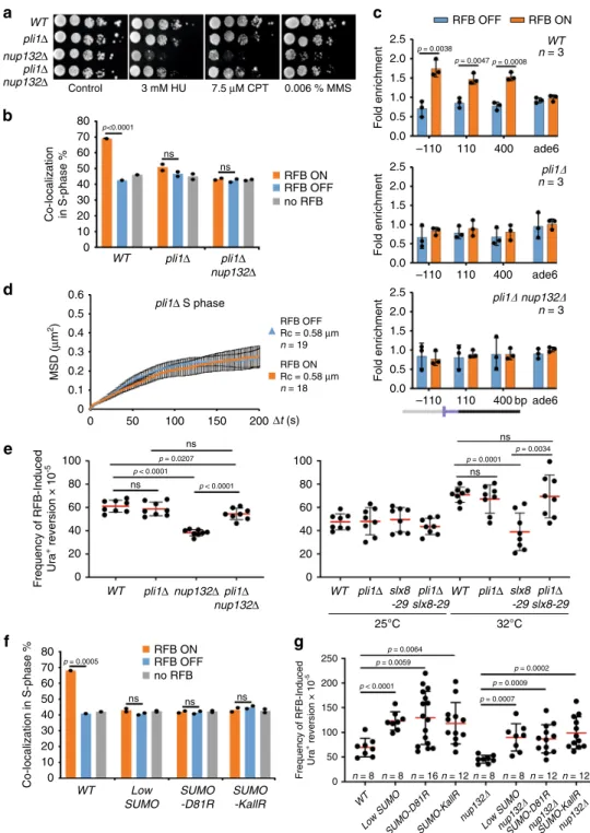 Fig. 5 Pli1-dependent SUMO chain promotes relocation to NPCs but are toxic to RDR. a Sensitivity of strains to indicated genotoxic drugs