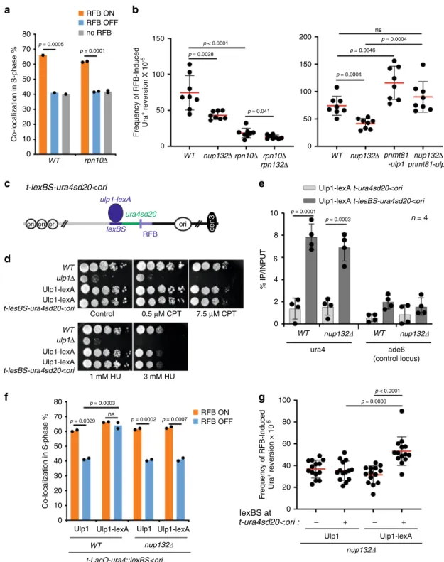 Fig. 6 Proteasome and Ulp1 activity are necessary to clear off SUMO conjugates to promote RDR